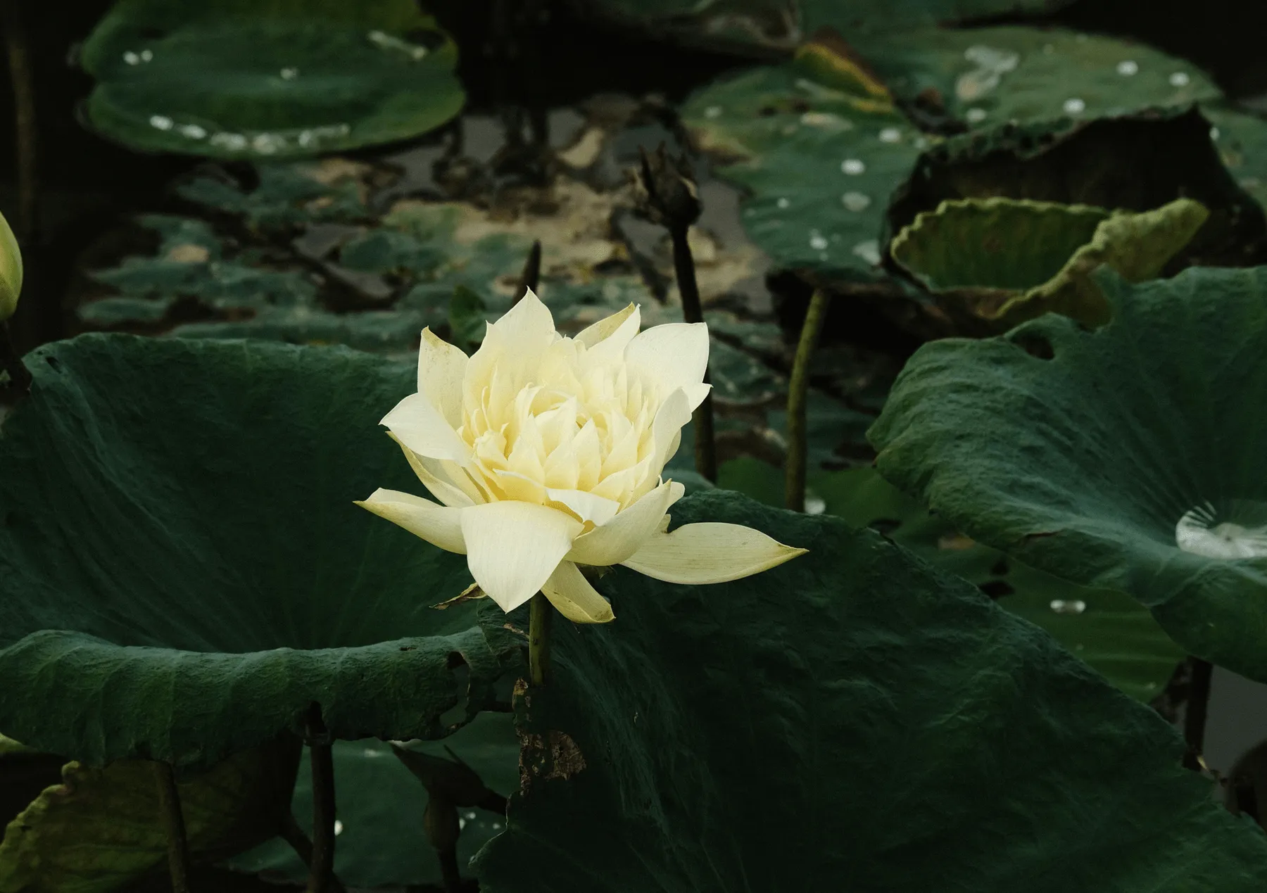 Ide jön az esemény címe