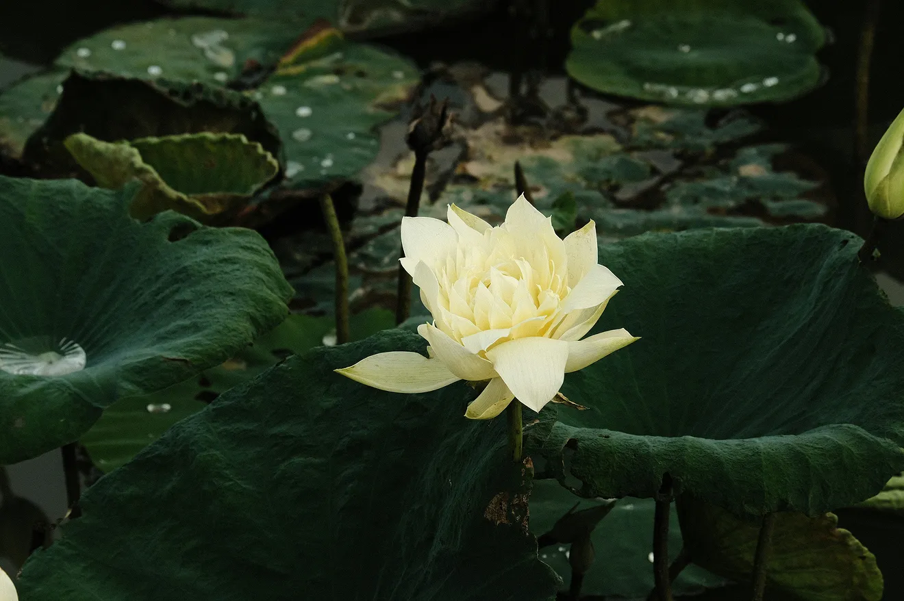 Intuiching – belső útmutatás és tisztánlátás